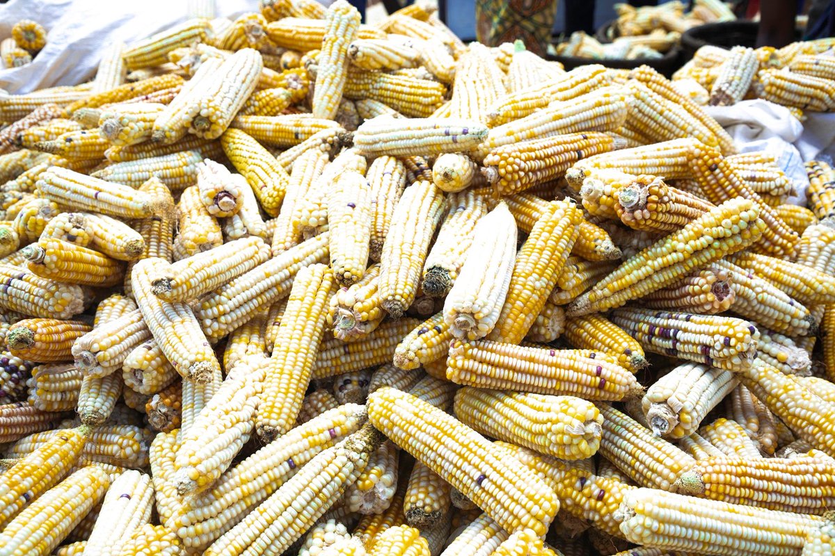 Gitega's tweet image. #Burundi Urwaruka ruhurikiye muri Sosiyete #D_Tekno ikora amamashine atandukanye, kuri uyu wa 25 Ntwarante 2025 i @Gitega, barahunguruye ibigori vy'ishure ryisumbuye ry'ubuhinga #ETSA bishika itoni zibiri mu masaha adashika n'abiri bakoresheje imashini bikoreye (Made in Bdi)