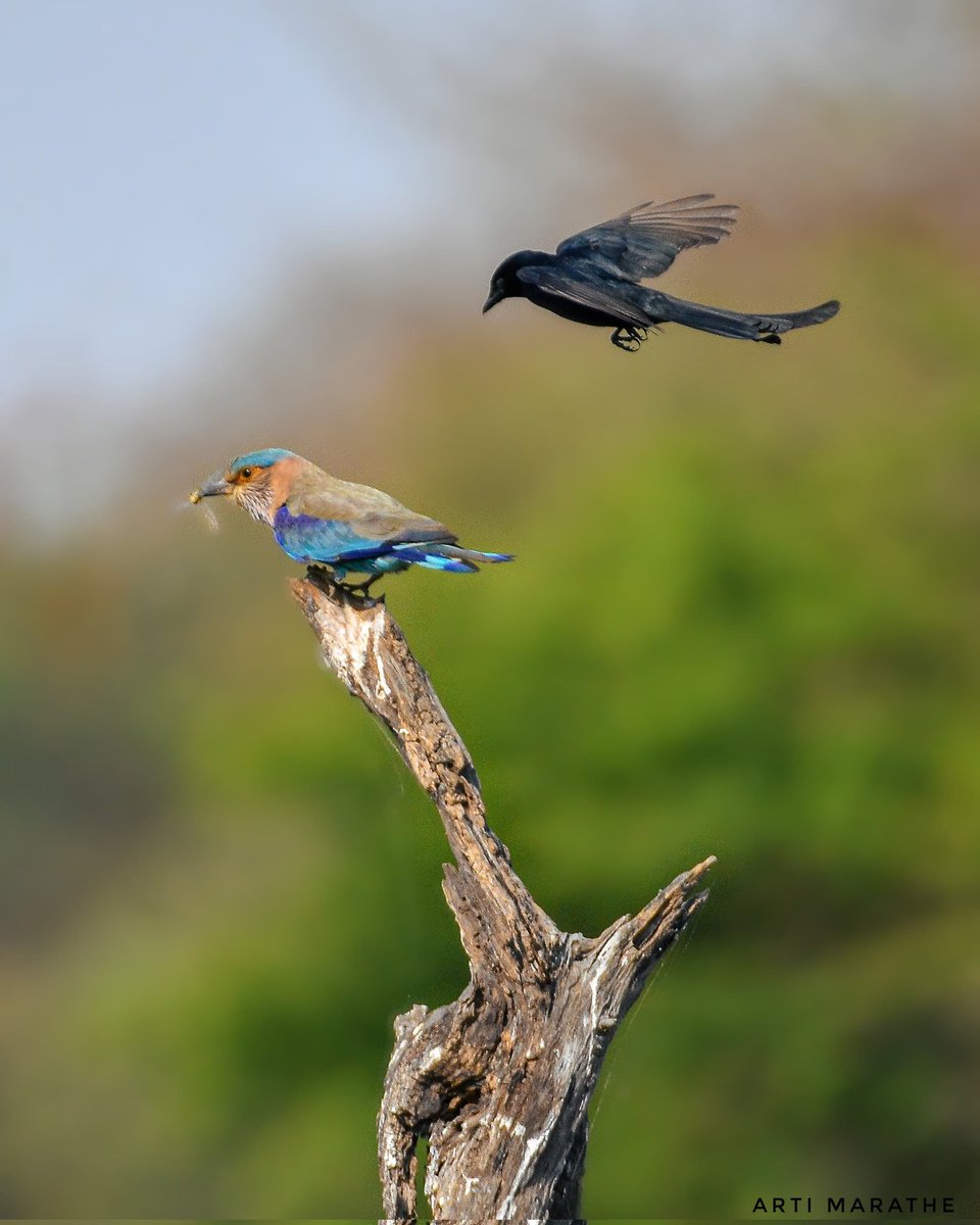 artiscaptures's tweet photo. Drongo mobbing Indian Roller for food.
#indiaves #thephotohour #BBCWildlifePOTD #natgeoindia #nikon #mobbing #birdbehaviour #wildlifephotography #nature https://t.co/MdTkjAryRT