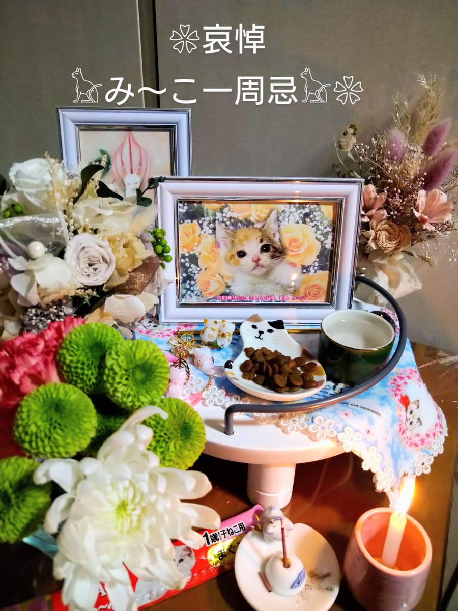 紗ら🐈❤‍🩹 中国猫のsos🔉 tweet media