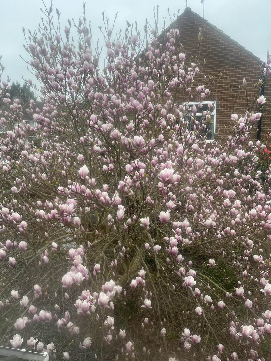 ElysiumFields10's tweet image. Our Steel Magnolia is blooming early this year ..

Only March and freezing still but here she is. 

#InThePink 

💗

#ShowHerSomeLove
