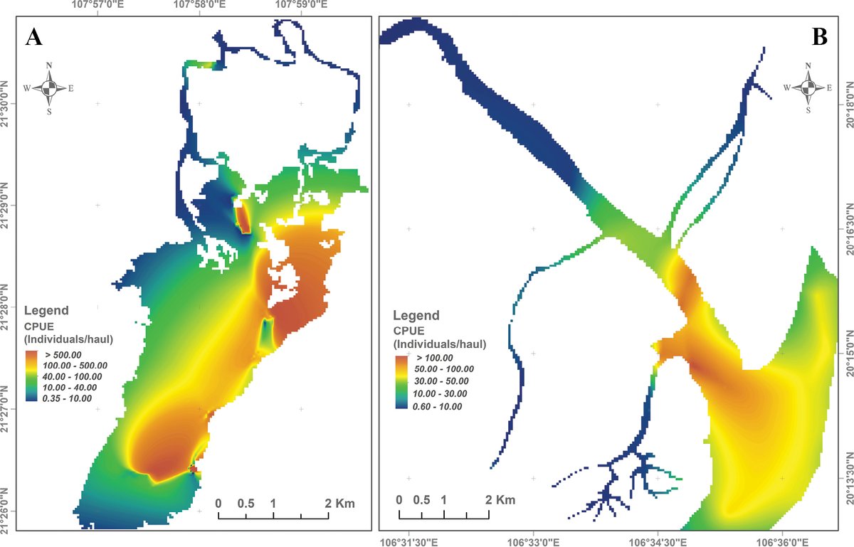 This study maps the shrinking nursery habitats of Ayu fish in Vietnam’s estuaries, revealing key environmental stressors and a north-to-south decline in distribution. 

🔗 doi.org/10.3897/aiep.5…  

#remotesensing