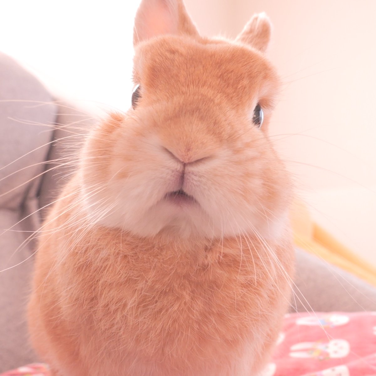 うさぎのみみ様確認用です。ボタンまとめ売り、851 配り 