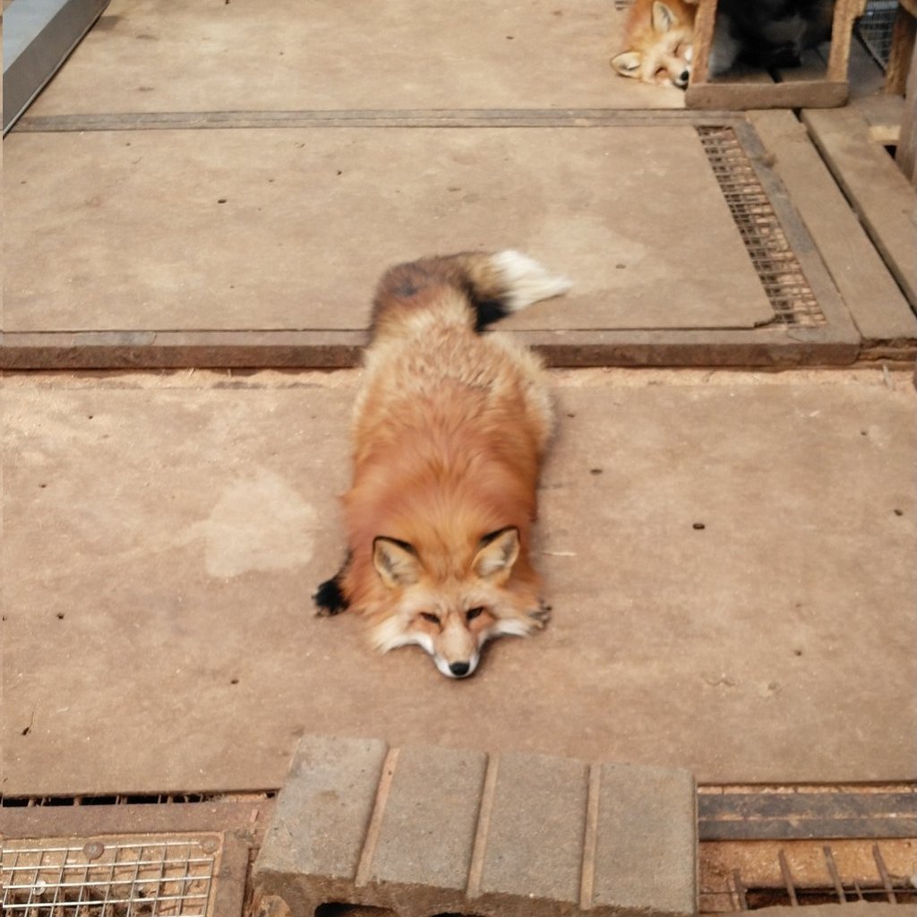 kon_fox_village's tweet photo. 可愛いラグマットを見つけました https://t.co/cWpSFDqFAM