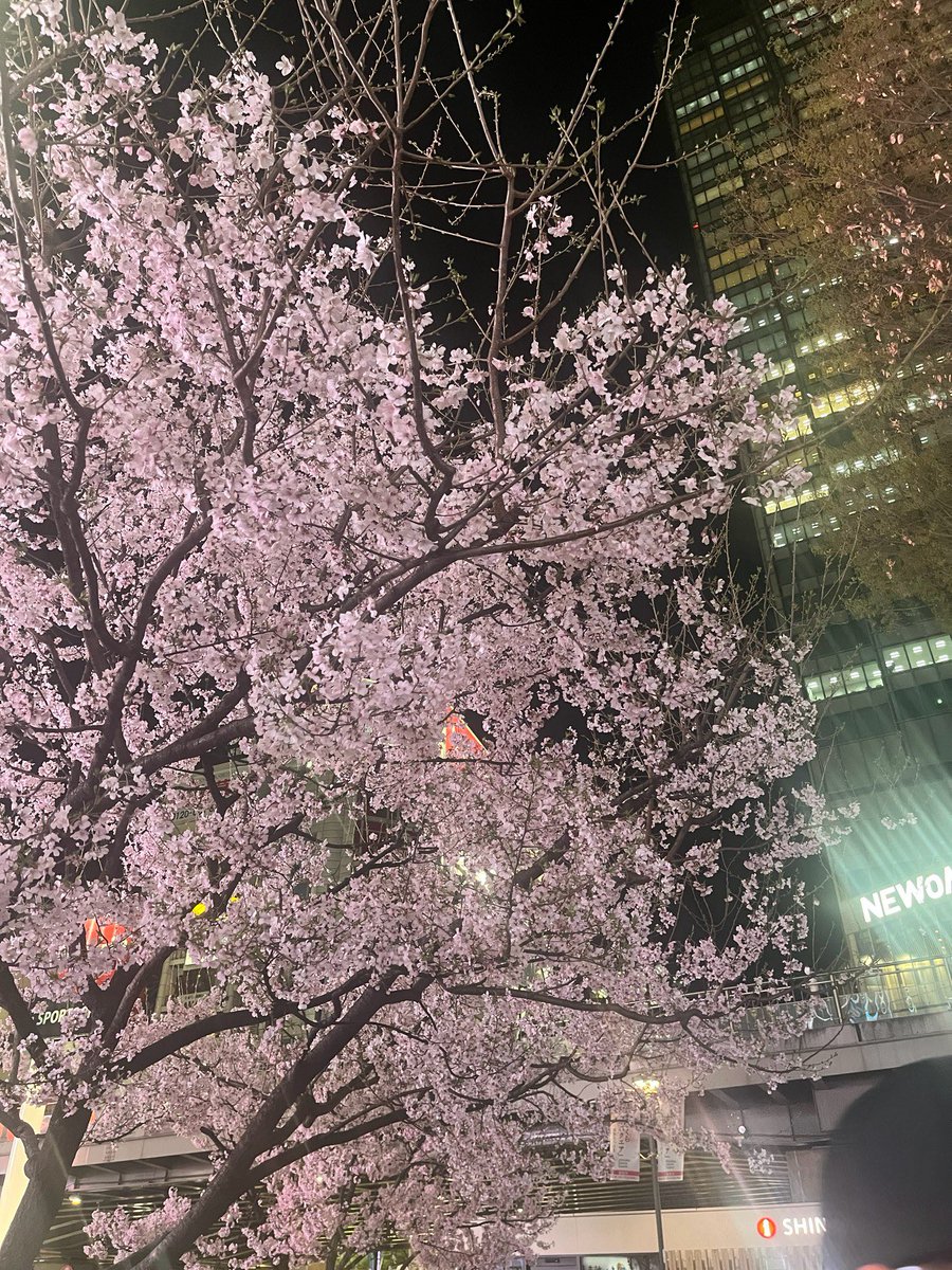 GWorld46270's tweet photo. The cherry blossoms have bloomed🌸
#goodesim
#eSIM https://t.co/DGBatZYomw