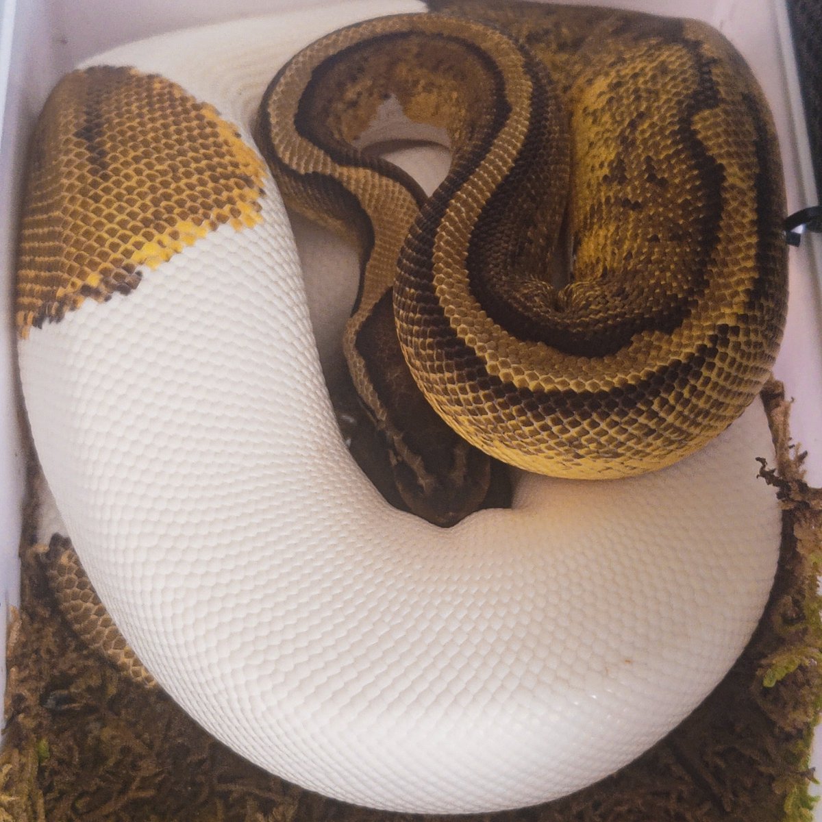 Olympian_Snakes's tweet photo. Everyone's ready to go to sleep.
#BallPython
#AfricanFileSnake
#BrazilianRainbowBoa https://t.co/ZsaN04t8FG