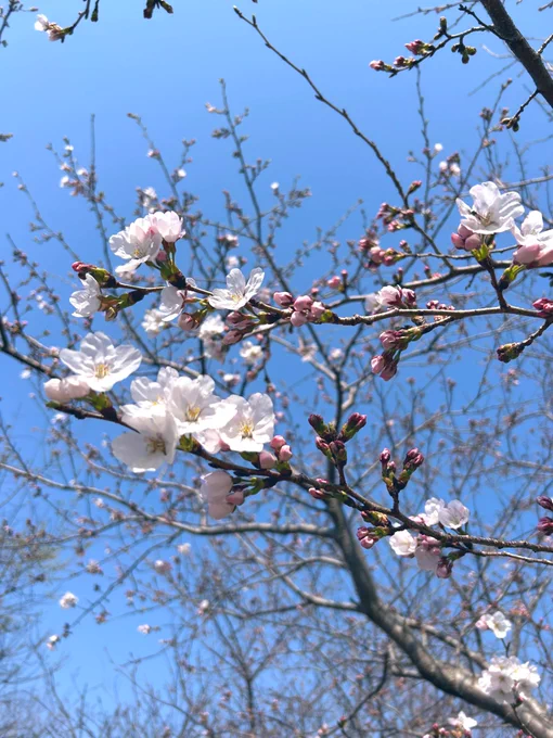近所の桜は今こんな感じ 
