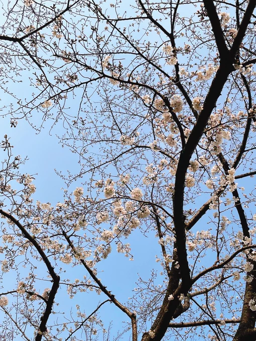たぶん4月半ばまで引きこもりなので、一足早いお花見出来て気分転換になりました。お仕事頑張るぞー! 