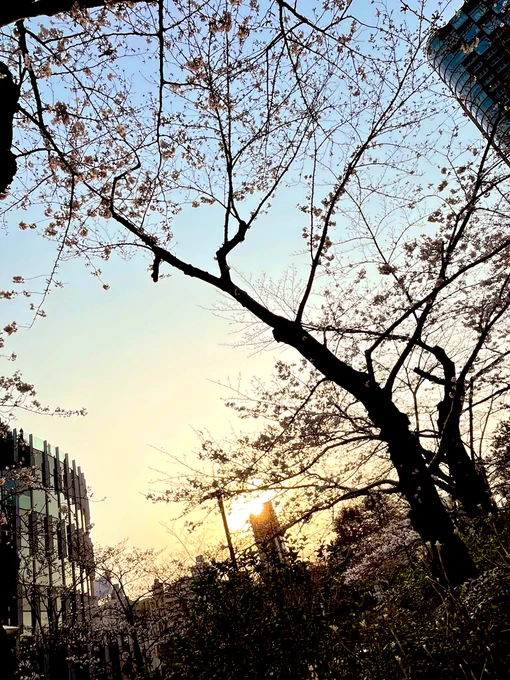 たぶん4月半ばまで引きこもりなので、一足早いお花見出来て気分転換になりました。お仕事頑張るぞー! 