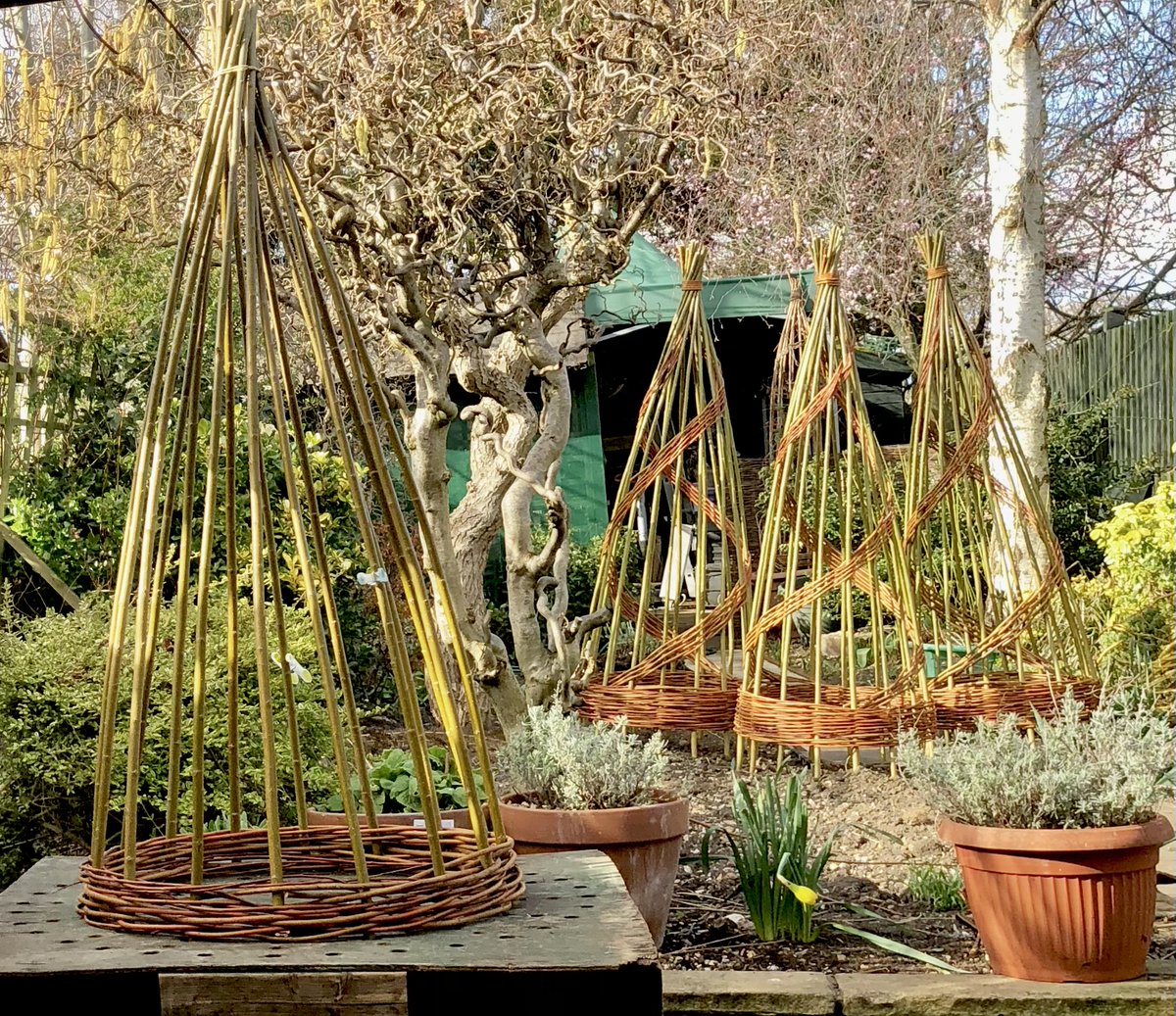 Very busy #weaving lots of #willow #obelisks at the moment spiral or standard available 0.8m-3.0m tall &amp; diameter 0.3m-1.2m. Standard sizes £18-52.00 #bespoke sizes on request <a href="/SoilAssociation/">Soil Association</a> <a href="/handmadebritain/">Handmade in Britain</a> #organic #gardening   waterwillows.com/product/spiral…