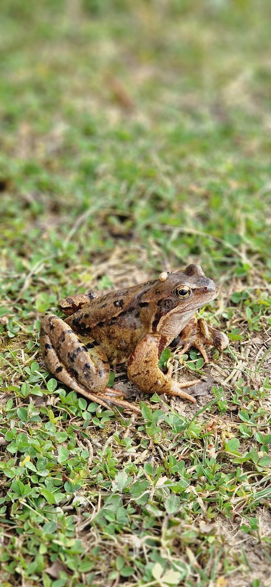 evaclockaerts's tweet photo. Wat een mooi exemplaar in de tuin. 🐸 Iemand een idee wat de "gouden bol" is. https://t.co/MPVpviBBxb