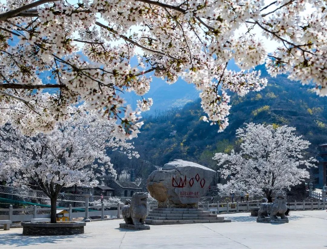ZiboOfficial's tweet photo. 🌺Experience the beauty of #cherryblossoms in full bloom, intoxicated by the enchanting #Zichuan in #Zibo.
Let's embark on a spontaneous floral journey, reveling in nature's gifts😍😍! #TourZibo #ZiboSpring #ChinaBlooms @FreshChangan https://t.co/NC5hcZV8ss