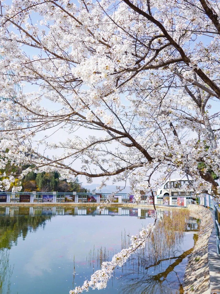 ZiboOfficial's tweet photo. 🌺Experience the beauty of #cherryblossoms in full bloom, intoxicated by the enchanting #Zichuan in #Zibo.
Let's embark on a spontaneous floral journey, reveling in nature's gifts😍😍! #TourZibo #ZiboSpring #ChinaBlooms @FreshChangan https://t.co/NC5hcZV8ss