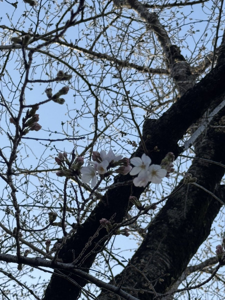 ranpureta1's tweet photo. 咲いた咲いた
水戸市も桜咲きましたー！ https://t.co/0JeFUSkSLp