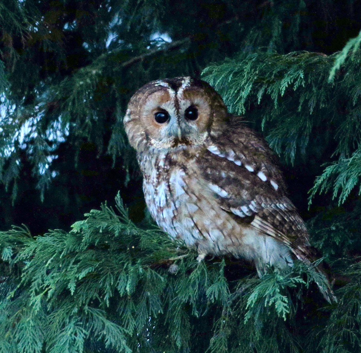 Paul Riddle tweet media