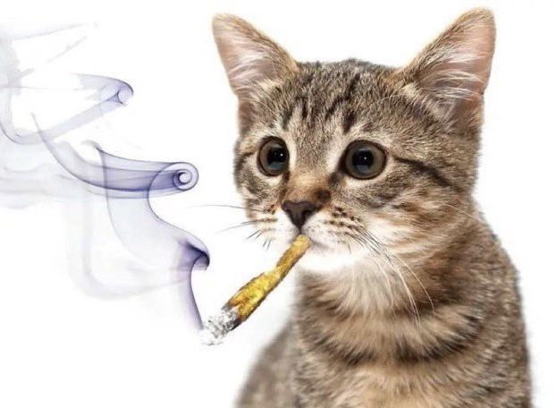 tryingdrugs's tweet photo. https://t.co/cjEiX0ikOA