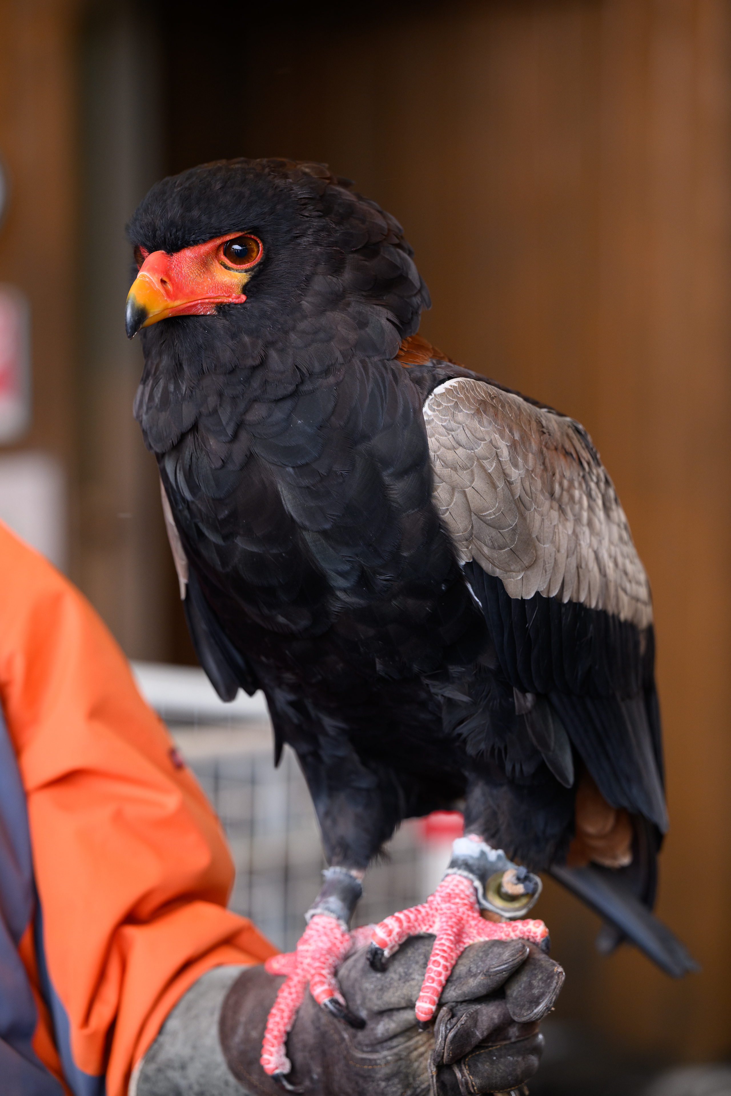 ダルマワシ雄成鳥の剥製 値下げ！◇ワシの剥製（ワシ・タカ | 剥製の製作・直売