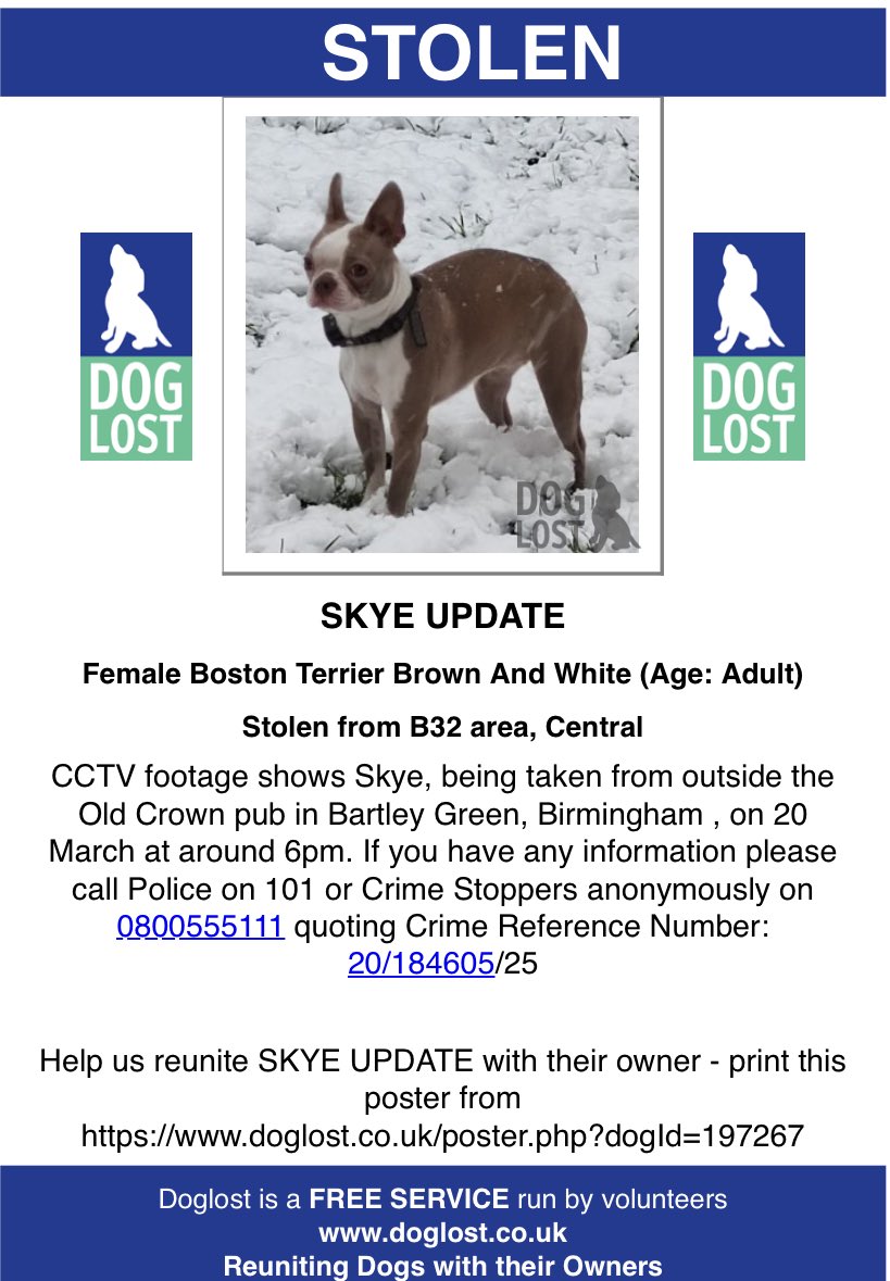 SAMPAuk_'s tweet photo. STOLEN DOG SKYE UPDATE Female #BostonTerrier
from outside the Old Crown pub in #BartleyGreen, #Birmingham #WestMidlands #B32, on 20.03.25 at 6pm. 

Call Police on 101 quoting CRN: 20/184605/25

#Doglost: https://t.co/4YMK8ieIw4
Email stolen@doglost.co.uk
Ref: 197267 

#DogTheft https://t.co/8xb4u5P8V1
