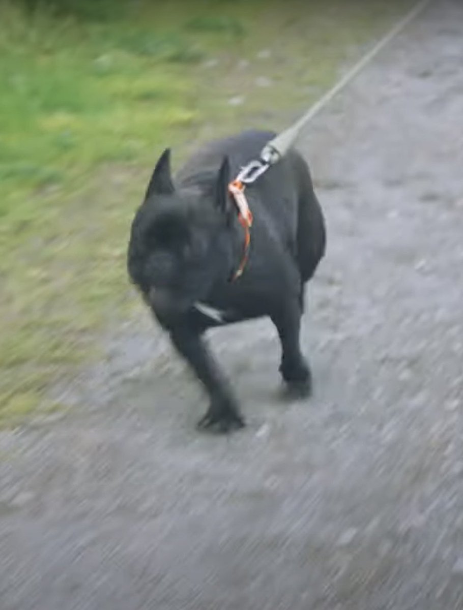 ryu_yoshikawa_'s tweet image. フレンチブルドッグのとうふちゃん主演の映画『アイチェルカーレ』
只今、絶賛上映中‼️
シモキタエキマエシネマ『k2』
k2-cinema.com
Morc阿佐ヶ谷
morc-asagaya.com

#アイチェルカーレ の見所
とうふの走り方が必死過ぎてブサカワ

#フレンチブルドッグ
#フレブル