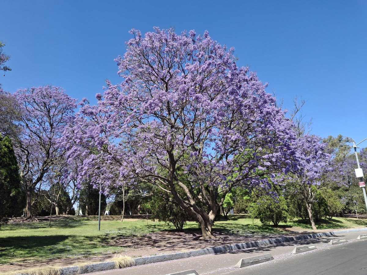georgeeecom's tweet photo. @RicardoBSalinas @JorgeNikaidoB Se tomó en bosque de chapultepec, enfrente de la entrada al parque de diversión Aztlan el domingo 16 de marzo al acudir a visitar la feria
#JacarandaAzteca @MLMSalinas https://t.co/X4xNu1PPIr