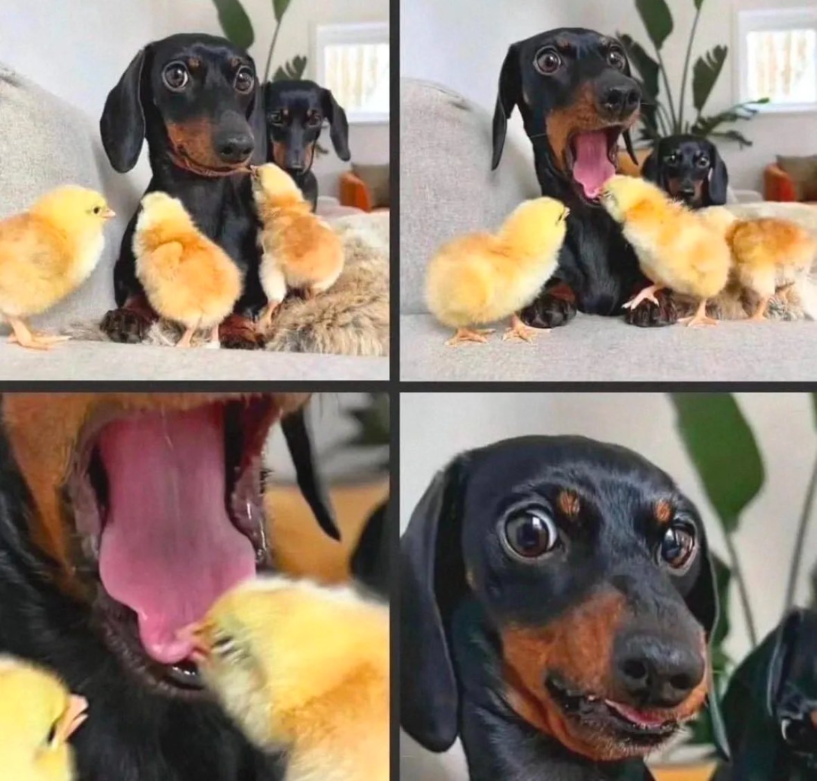 💖 (@twaniimals) on Twitter photo 