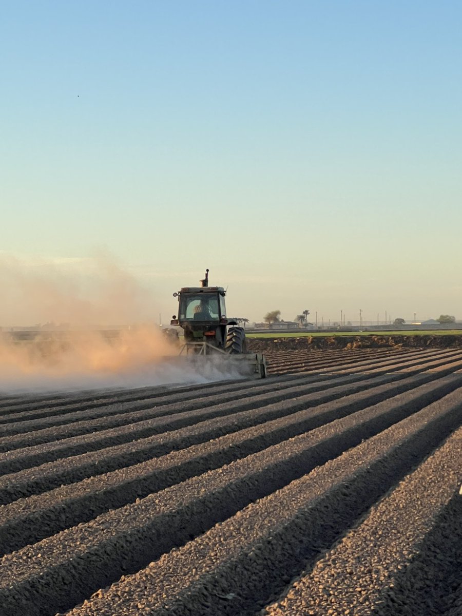 UA_SINGHLAB's tweet image. I am excited to work with Randall Norton on the #2025 statewide #upland #cotton variety testing trial #UCVT. Thanks to @CottonInc, the Arizona Cotton Research and Promotion Council, and industry partners for their participation and funding of the testing program
@uazresearch