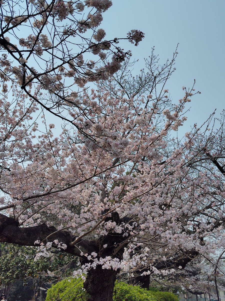 tenkinzokufuna's tweet image. 昨年に続き、うえの桜フェスタで熱唱中。第一部は噴水広場、第二部は袴腰広場で

#Utaco.