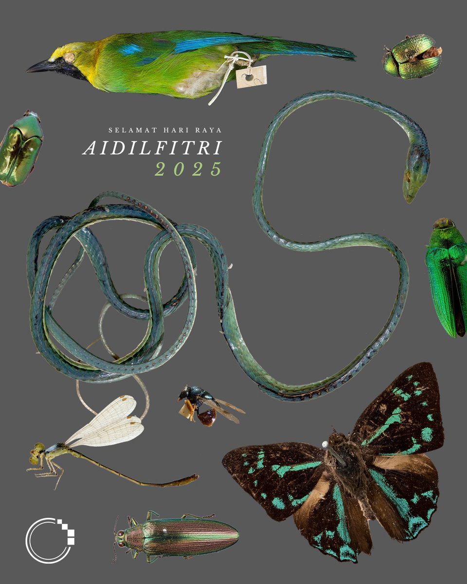 signifynathist's tweet image. Selamat Hari Raya Aidilfitri from all of us at @lkcnhm! We wish everyone a joyful season of festivities. 🎉