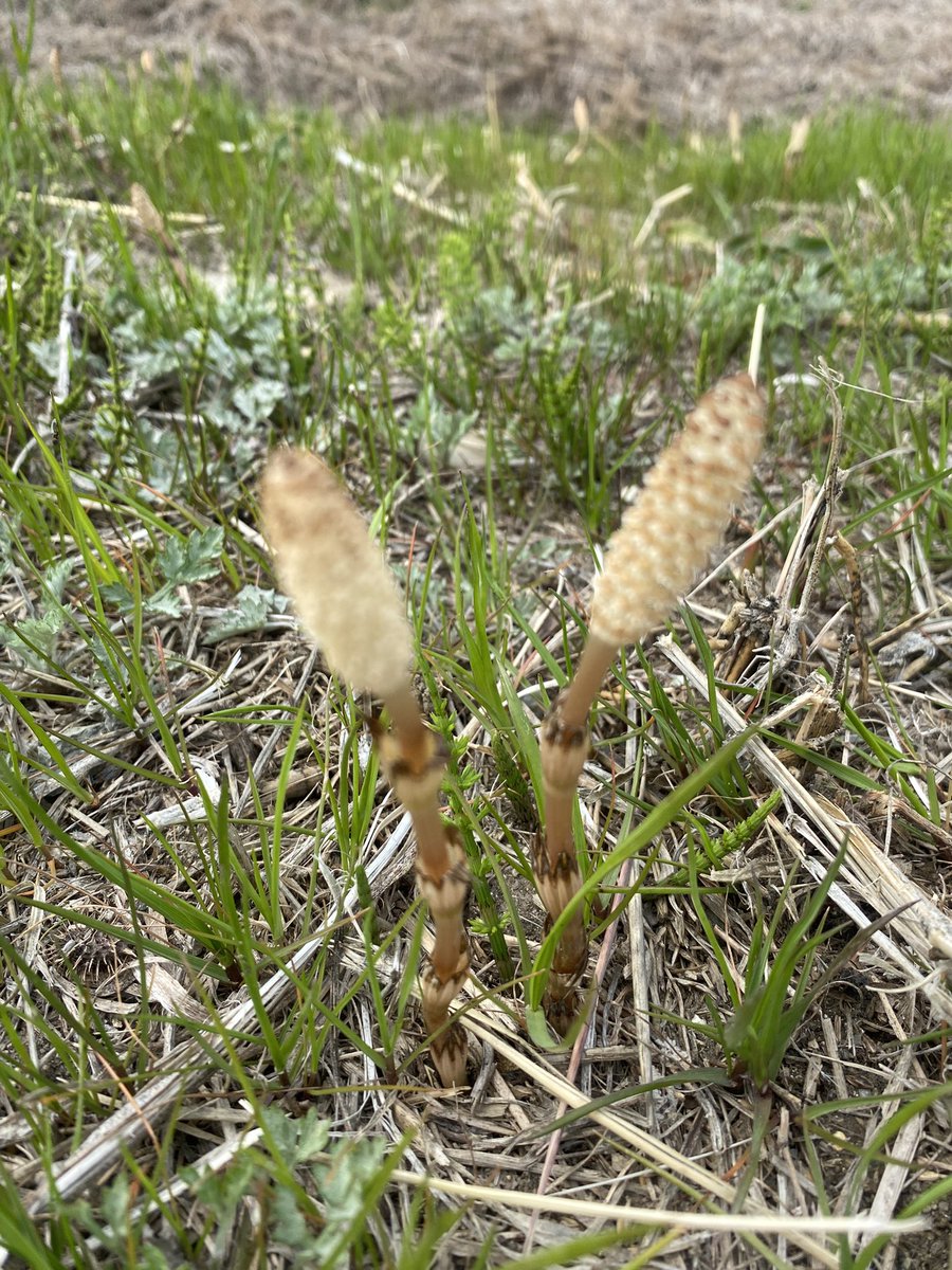 猪名川河川敷にツクシが群生しています（北伊丹）
#つくし