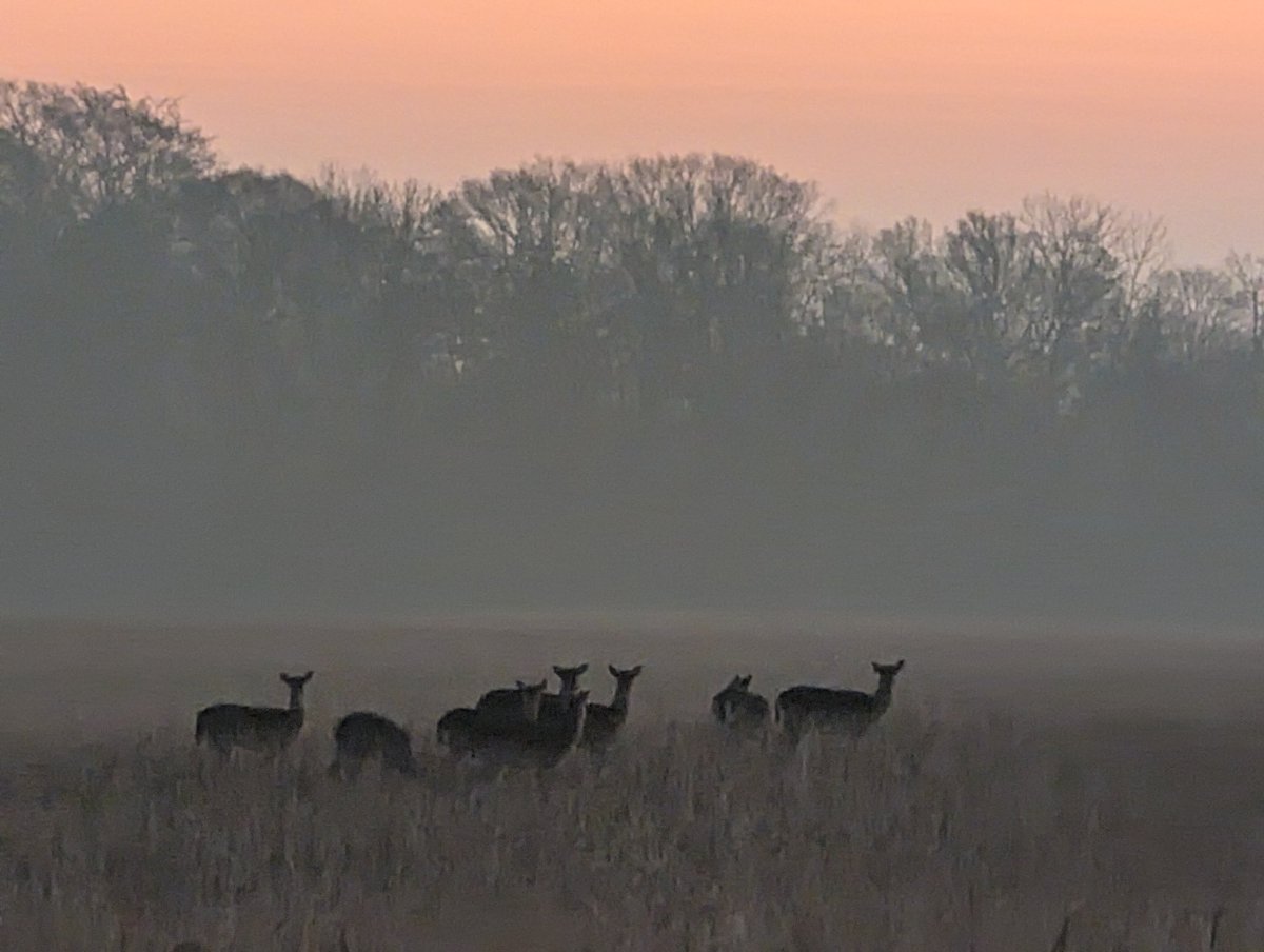 Guten Morgen meine Lieben ❤️ 
Unruhig geschlafen.......
Habt einen schönen Mittwoch 🍀