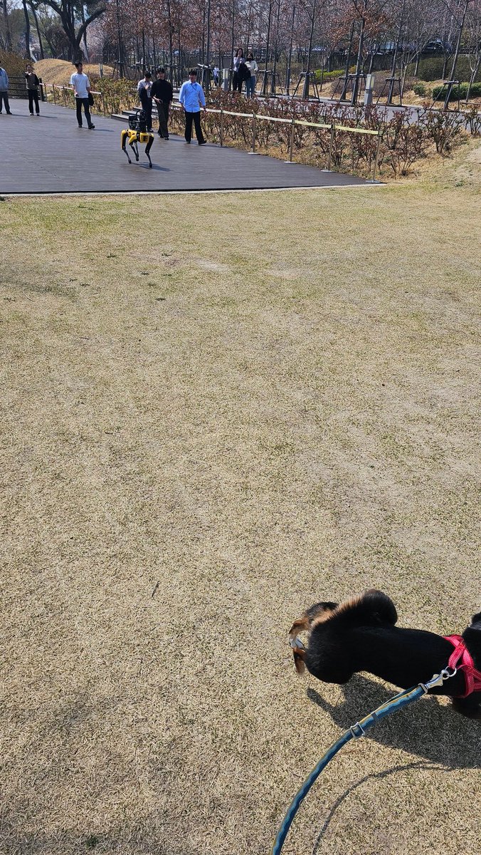 Bawoo vs <a href="/BostonDynamics/">Boston Dynamics</a> doggo