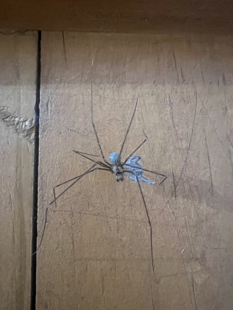 fertnava's tweet photo. @Arachno_Cosas qué tipo de araña es la de la imagen , mil gracias https://t.co/AjrhGVoela