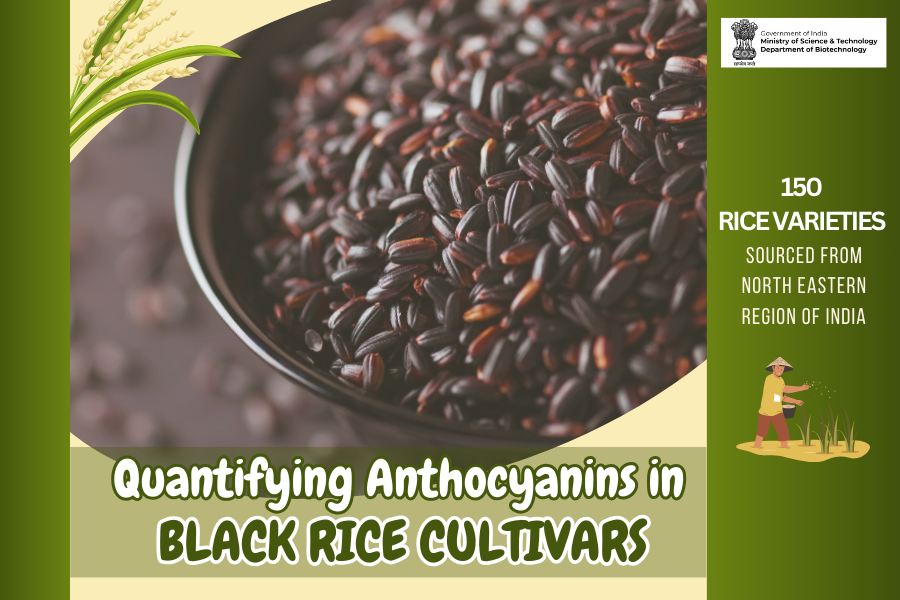 Researchers from <a href="/DBT_IBSD/">DBT-IBSD</a> have developed and validated a simple HPTLC method for the identification and quantification of different anthocyanins found in black rice varieties of North-Eastern Region of India. The study provided vital data for breeding initiatives aimed at