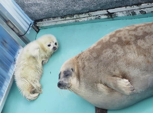 yo looking as gorgeous as ever with her beautiful pup