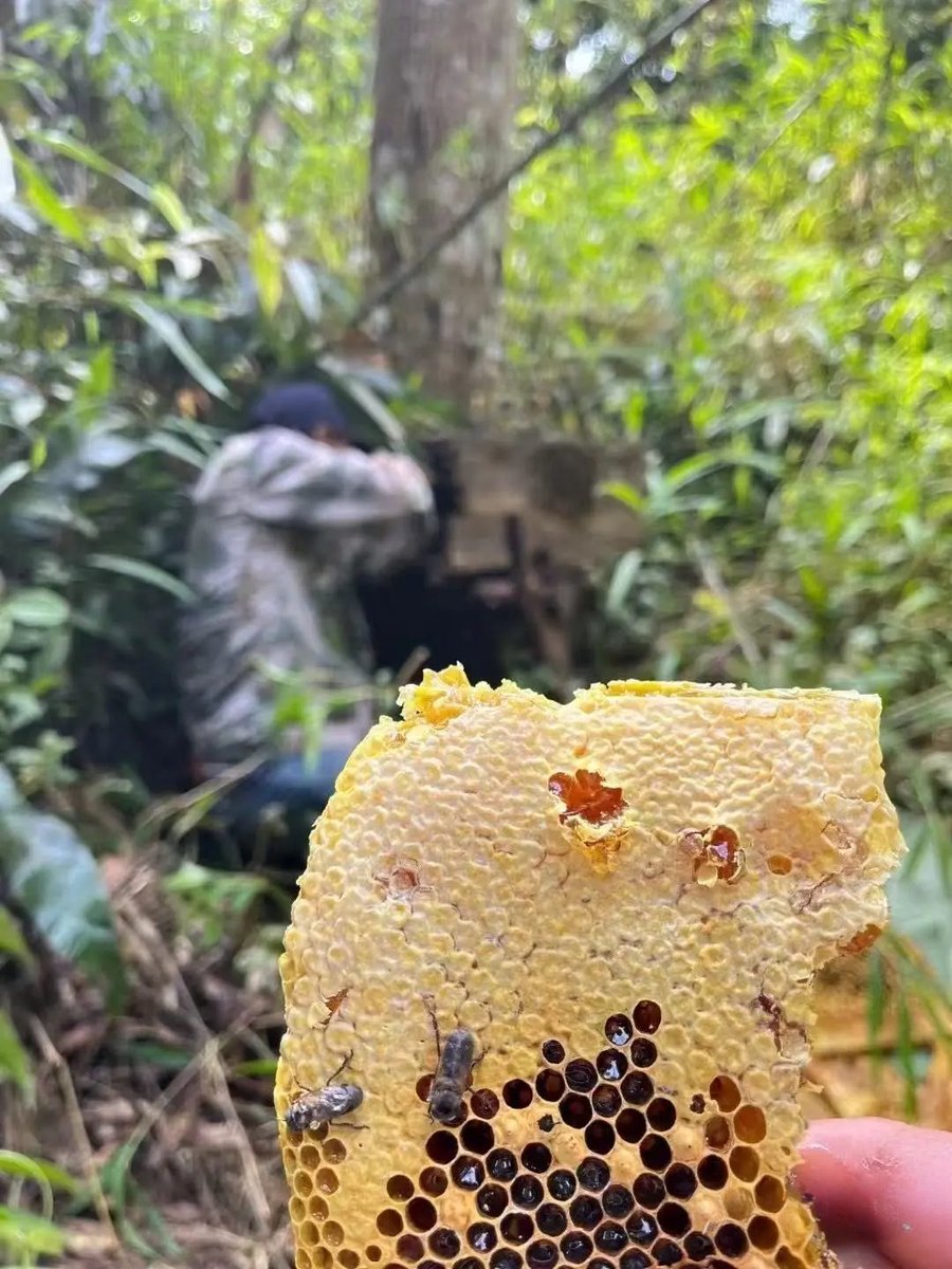 HainanToday's tweet image. The untouched forests of #Qiongzhong, #Hainan are a paradise for pure, high-quality #nectar! With a mild climate, plenty of rain, and fertile soil, this region produces some of the finest, pollution-free honey you can find. No wonder the brand growth rate of Qiongzhong nectar has
