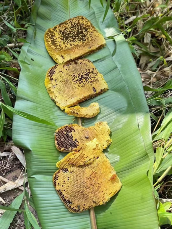 HainanToday's tweet image. The untouched forests of #Qiongzhong, #Hainan are a paradise for pure, high-quality #nectar! With a mild climate, plenty of rain, and fertile soil, this region produces some of the finest, pollution-free honey you can find. No wonder the brand growth rate of Qiongzhong nectar has