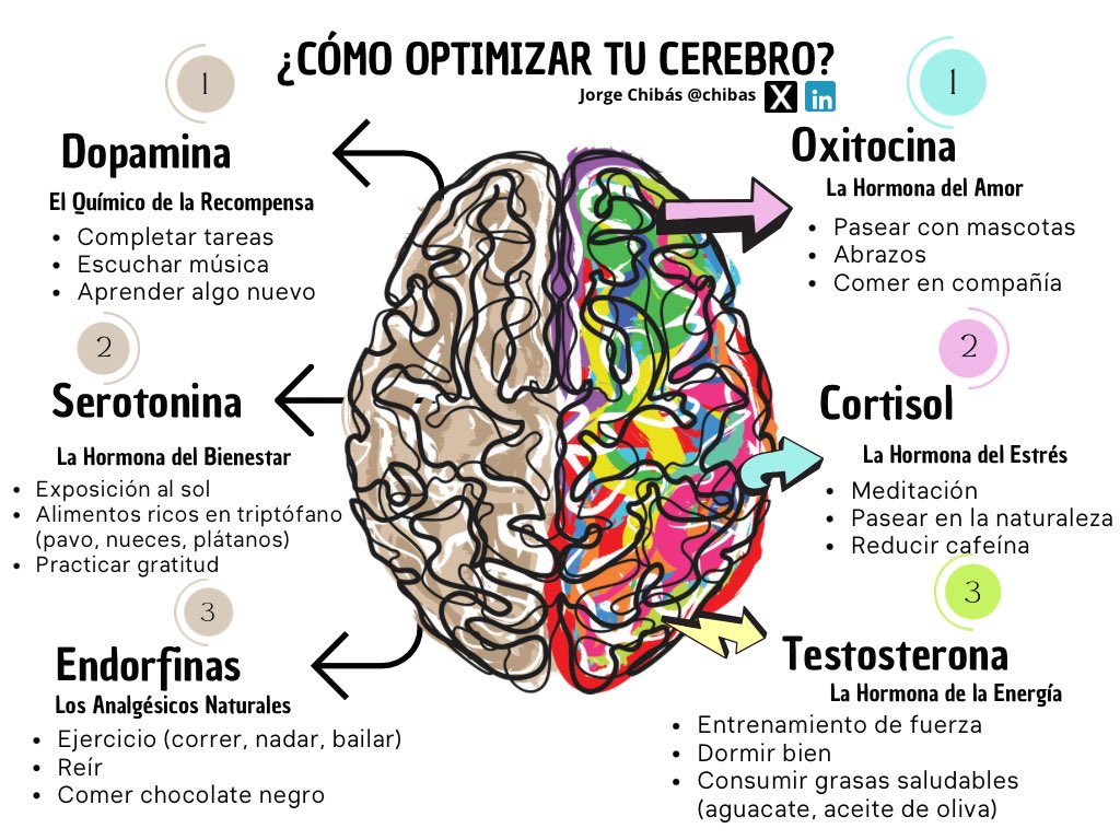 Optimiza tu cerebro 🧠