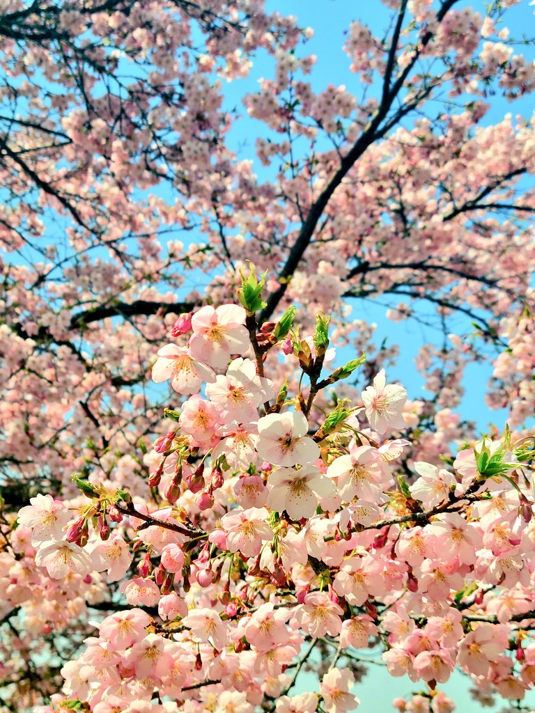 「タイリョウサクラが満開だった#毎日春ウォーキング#桜パトロール 」|樋口橘@「シャンピニオンの魔女」マンガparkで連載中🍄7巻発売中🍄のイラスト