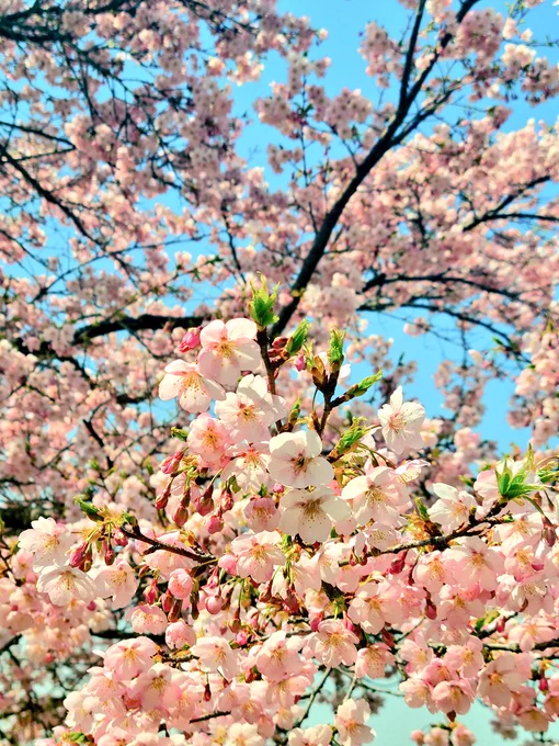 タイリョウサクラが満開だった#毎日春ウォーキング#桜パトロール 