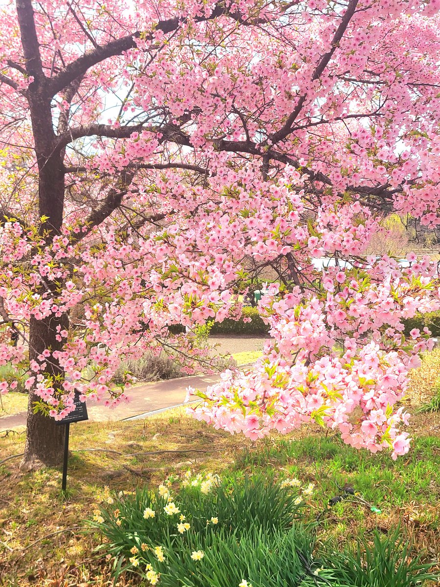 「タイリョウサクラが満開だった#毎日春ウォーキング#桜パトロール 」|樋口橘@「シャンピニオンの魔女」マンガparkで連載中🍄7巻発売中🍄のイラスト
