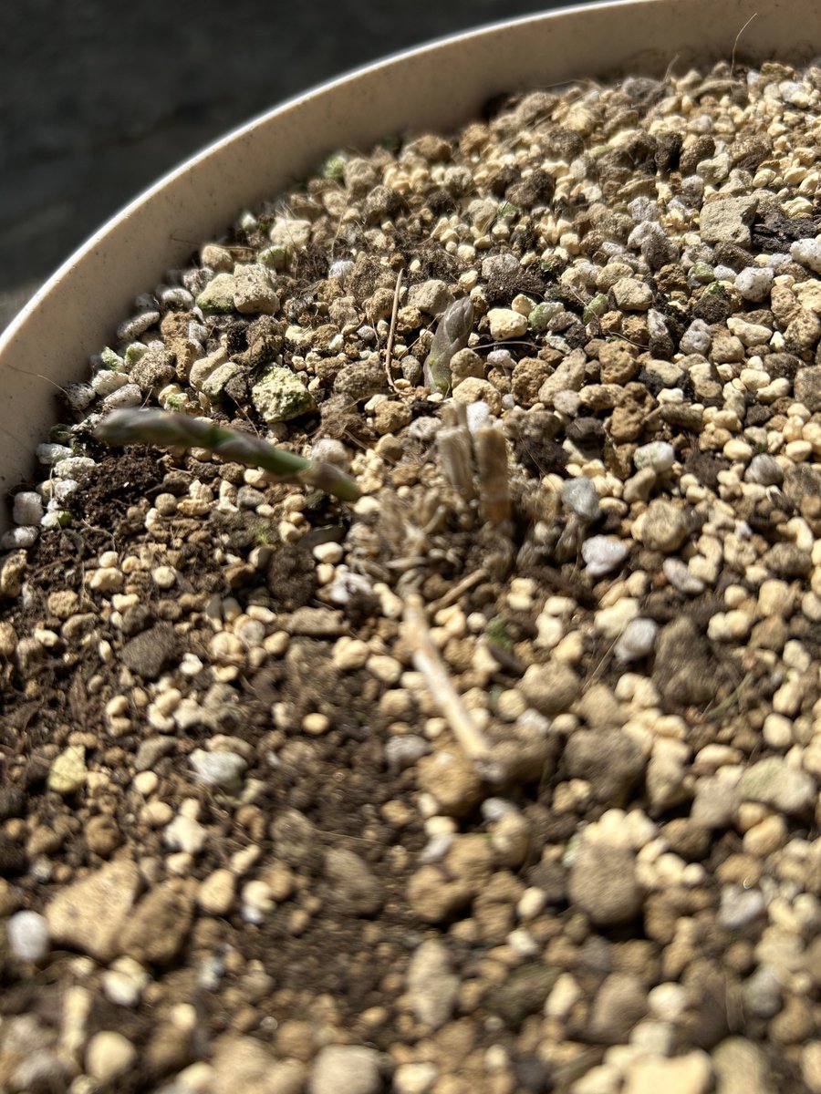 みこさんに貰ったアスパラの苗
冬の間はホンマに出てくるんかと思ったけど🌱出てきた🤗