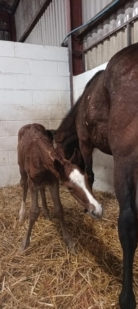 Eskdale_Stud's tweet photo. Yesterday #SizingJohn became an uncle to this gorgeous colt. Mummy is #Deadringerforlove and dad is #Logician. Both are doing great. Can't wait to see him grow up and become an amazing racehorse. https://t.co/huGvv7hR6T