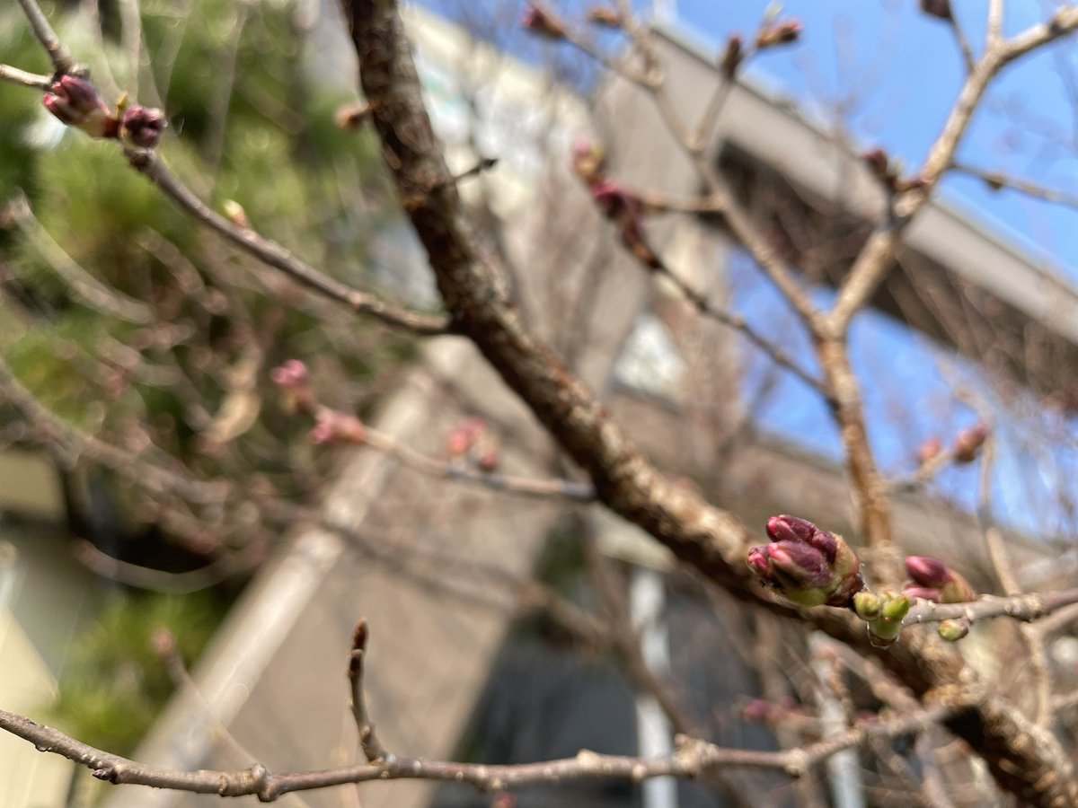 inauho's tweet photo. 春といえば…黄砂がすごいことになっていて、中央アルプスの稜線が見えないほどの影響です
もう一つの春、いなあいネット本部の #タカトオコヒガンザクラ の蕾がだいぶ色づいてきました。過去の開花日は

2020年 3/23
2021年 3/22
2022年 不明
2023年 3/20
2024年 4/1 
果たして今年は？ https://t.co/HCDL522UmJ