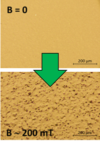 MAESTRI_DN tweet media