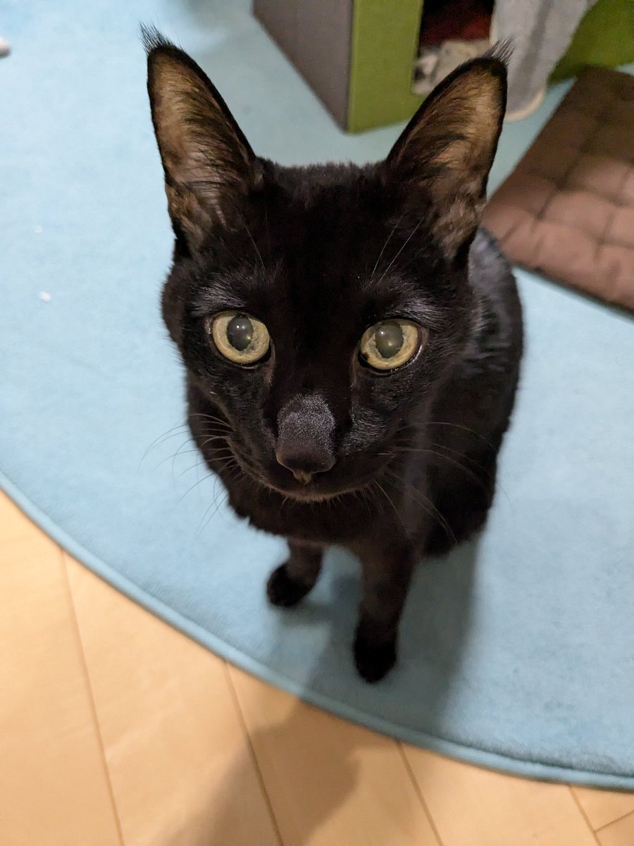 330_mwm's tweet photo. 猫のむっくん、昨日いってしまった。来月で16歳でした。10日ほど前に急に食べなくなって昨日も処置してもらったんだけど、帰ったとたん心不全で。すぐにまた病院に連れて行ったけど、そこで息を引き取った。さっき霊園でお葬式あげてお別れした。さようなら。ありがとう。 https://t.co/BT9qZUNK2O