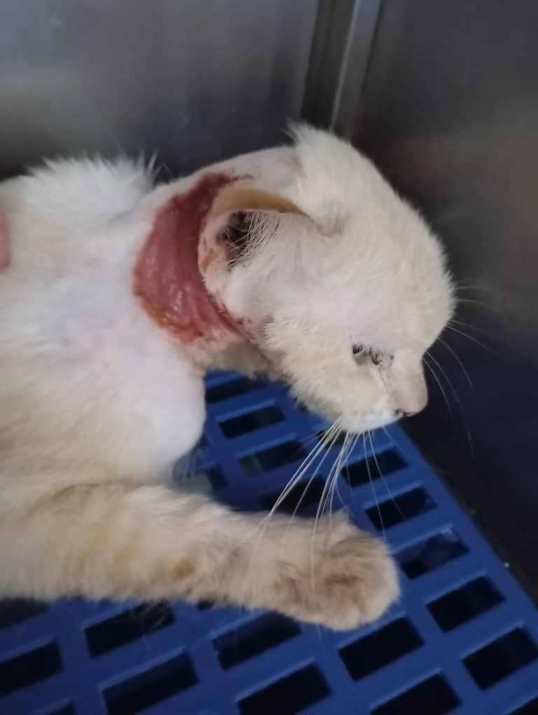 cats_rehome's tweet photo. Alhamdulillah..dana terkumpul utk Putih skrg dh ada RM131.. baru td kak sue contact vet n info Putih boleh discharge hari ni.. tp msh perlukan lg RM256 (final bil utk hari ni RM387).. Ada yg sudi bntu cukupkan baki yg kita perlukan utk Putih??

RM10 x 26 donater https://t.co/PN07uc4czA