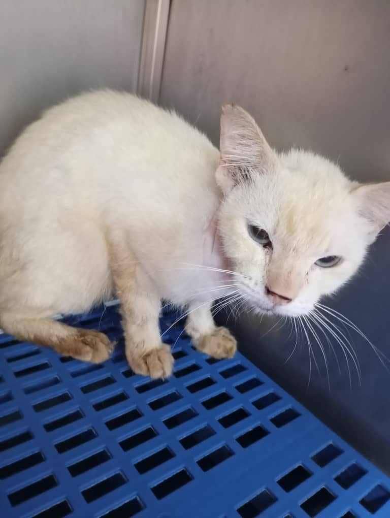 cats_rehome's tweet photo. Alhamdulillah..dana terkumpul utk Putih skrg dh ada RM131.. baru td kak sue contact vet n info Putih boleh discharge hari ni.. tp msh perlukan lg RM256 (final bil utk hari ni RM387).. Ada yg sudi bntu cukupkan baki yg kita perlukan utk Putih??

RM10 x 26 donater https://t.co/PN07uc4czA