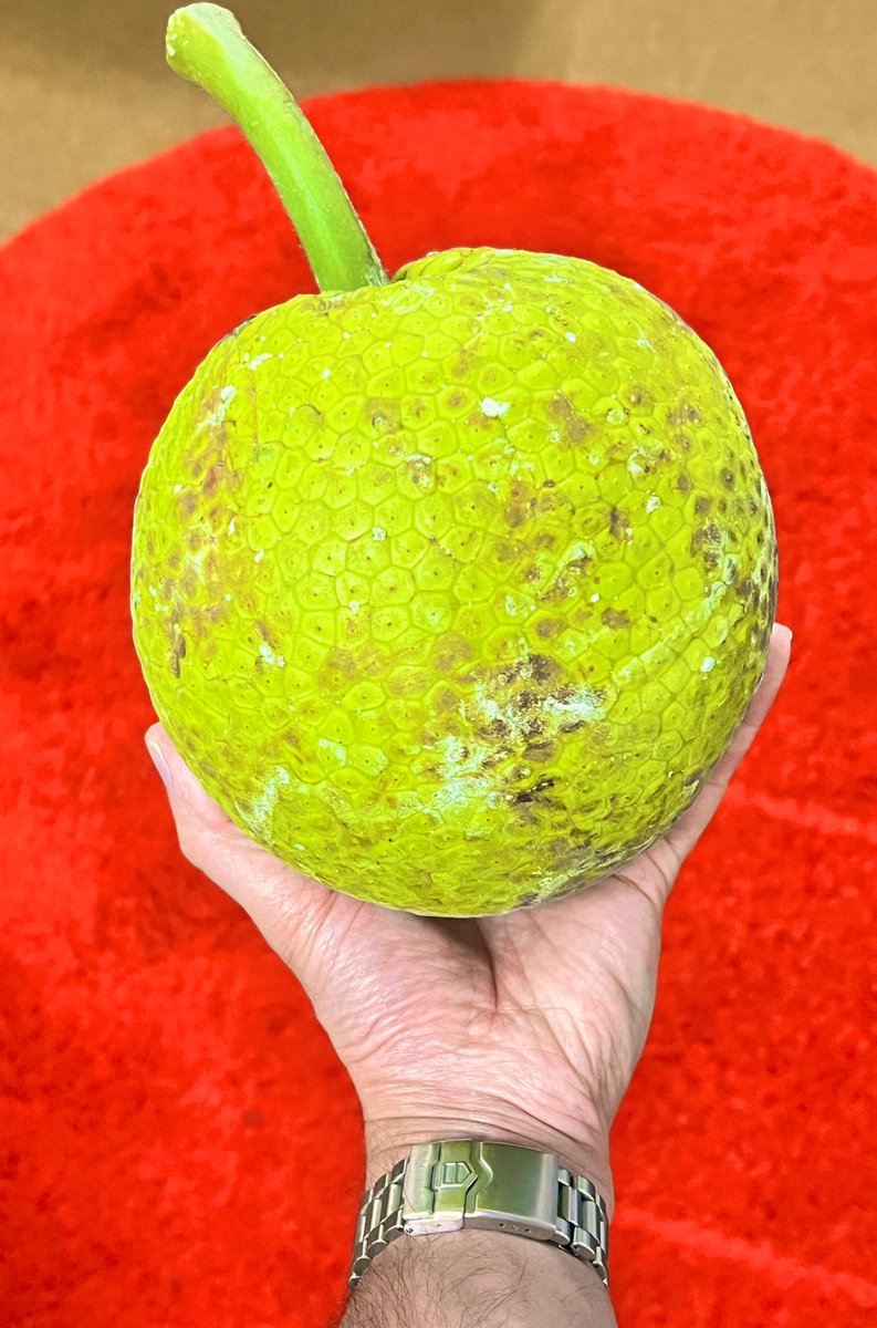 RanjanMallya's tweet image. Spotted this beauty which is probably one of the favourites amongst us Konkani GSBs. 

I couldn’t believe my eyes, haven’t seen a symmetrically rounded like this to date and it weighs 1.2 Kilos!

#JeevKadgi 
#Breadfruit 
#GSBCuisine 
#KonkaniTwitter