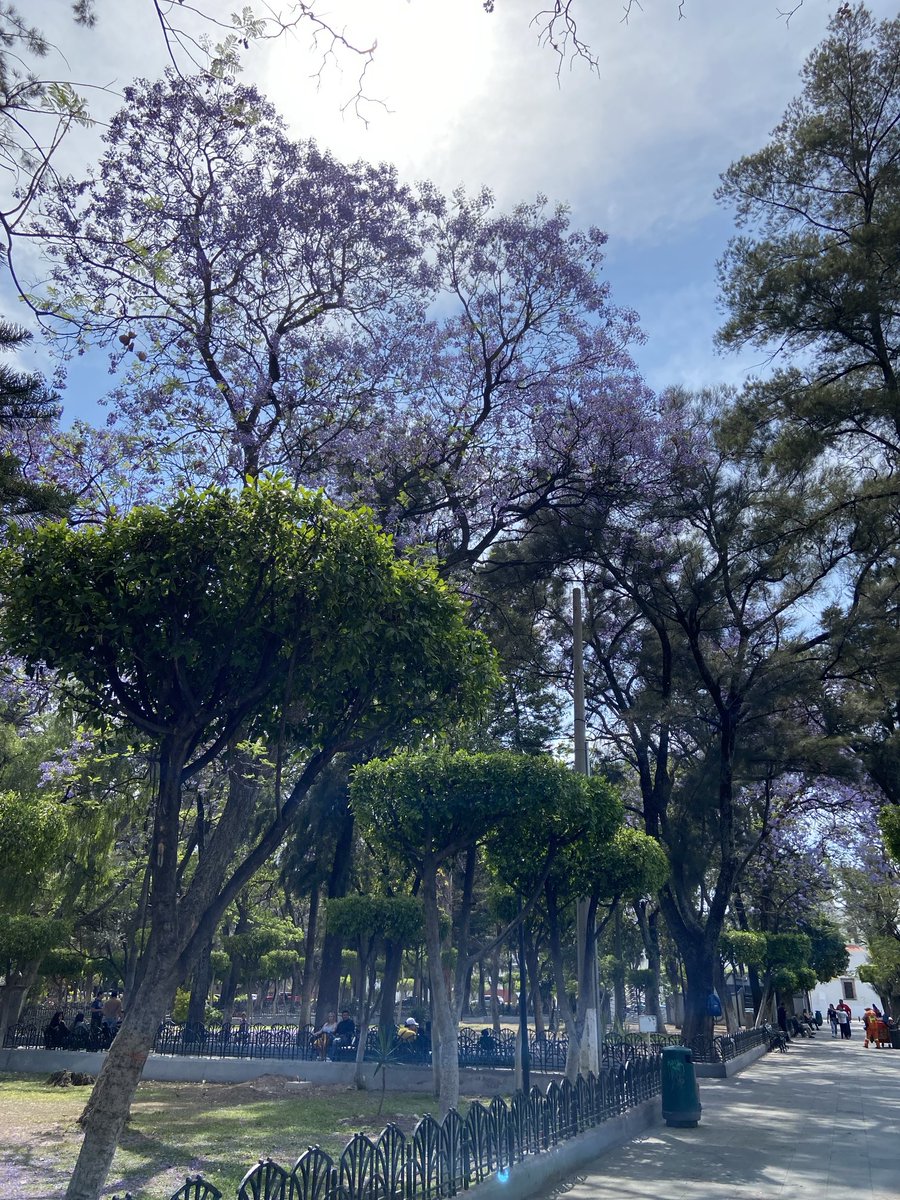 MardyBum19_'s tweet photo. La Jacaranda más Bonita de #Celaya, Gto #JacarandaAzteca @RicardoBSalinas @JorgeNikaidoB  ⁦@MLMSalinas⁩                      G5HQ+2P Celaya, Guanajuato https://t.co/NPLW29CHro