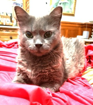 PeterAskin1's tweet photo. One more time we clap with glee
as Kitty Kind saved Cameo this oldie she!
If you pledged for this #NewYork doll
time to honor pledges one and all!
▶ Here: Donation website: https://t.co/xQsCamAPIq
Thank you! 👍👏😺💞☺️ https://t.co/F9HH6xcMsX