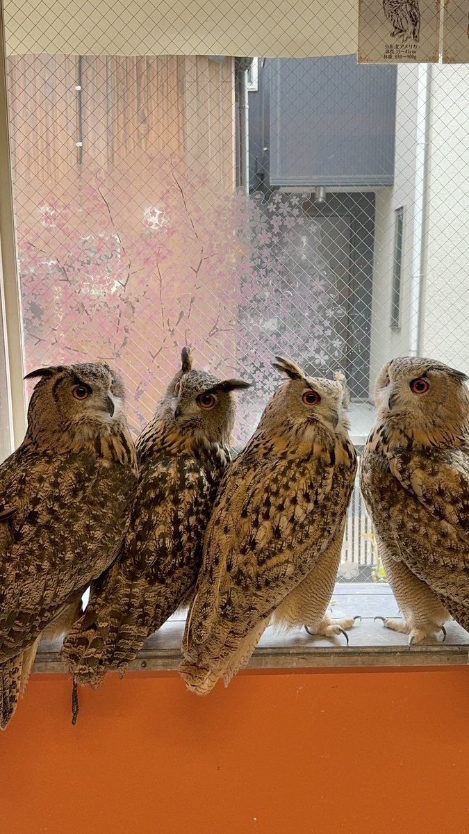 デデン‼️問題です💡 ̖́-

この中に
#ユーラシアワシミミズク は何羽いるでしょうか❓🦉

#シベリアワシミミズク と見分けられますか？✨️

#鳥のいるカフェ #フクロウ #販売 #春